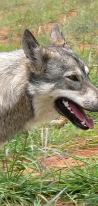 This phone live wallpaper showcases a breathtaking image of a wolf walking through a vibrant green field