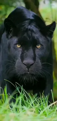 This stunning phone live wallpaper features a black leopard walking through a lush green field, surrounded by tall grass and trees in the distance