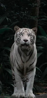 Experience the majestic beauty of a white tiger standing on a rough rock in a dark forest with this phone live wallpaper