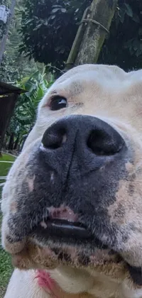 This phone live wallpaper showcases an adorable close-up of a furry canine staring at the camera
