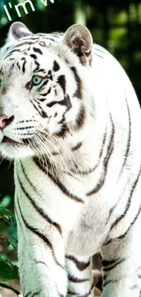 This stunning live wallpaper features a majestic white tiger standing proudly atop a lush green field