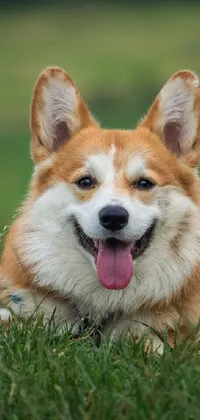 Looking for a charming live wallpaper that's sure to brighten up your phone? Look no further than this joyful corgi design