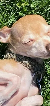 This live wallpaper features a charming chihuahua laying peacefully on a lush green field