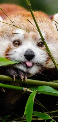 This phone wallpaper depicts a detailed close-up of a red panda happily munching on a bamboo shoot against a background of lush foliage