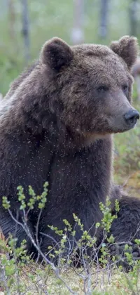 This brown bear live wallpaper is a breathtaking depiction of raw animal power and freedom