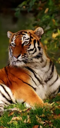 Get up close and personal with mother nature by adding this stunning tiger live wallpaper to your phone
