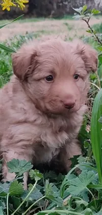 This phone live wallpaper showcases an irresistibly charming puppy perched on green grass