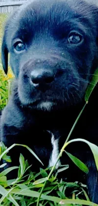 A stunning live phone wallpaper of a black puppy in the grass