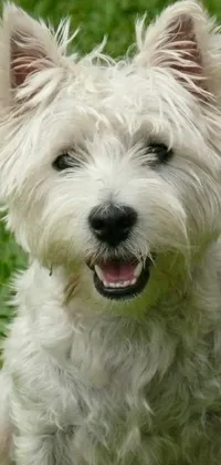Looking for an adorable and calming live wallpaper for your phone? Look no further than this one! Featuring a cute and fluffy white dog sitting atop a lush green field with spikey teeth and a short bobbed hairstyle as well as a close-up of the dog's face, complete with dimples and a protruding tongue