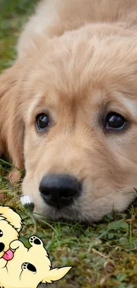 This live wallpaper features a digital rendering of a blonde-haired dog laying in the grass