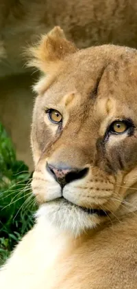 This live smartphone wallpaper showcases a striking portrait of a lion in the grass, featuring a close-up of the majestic creature's face, with piercing eyes and a white muzzle