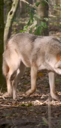 This live wallpaper features a striking video image of a lone wolf in a dense forest