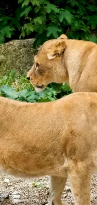 This phone live wallpaper features two lions standing closely together in a close-up shot taken from behind, with lush green foliage in the background