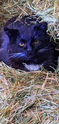 This live wallpaper features a striking black cat lounging amidst a pile of hay