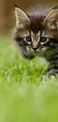Add life to your phone with this captivating live wallpaper featuring a cute kitten walking across a peaceful green field