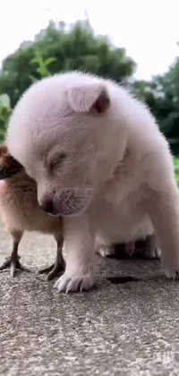 This adorable live wallpaper features a small white dog lovingly standing next to a cute brown bird, creating a heartwarming scene
