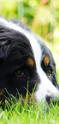 Looking for a serene live wallpaper for your phone? This ultra wide-shot image captures the relaxing essence of a peaceful black and white dog hiding in the grass