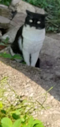This phone live wallpaper boasts a stunning and realistic image of a black and white cat perched on a rock in a peaceful garden setting