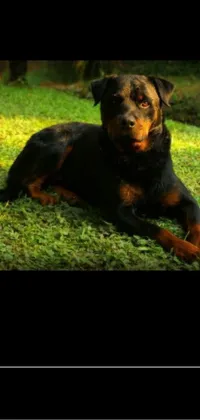 This phone wallpaper showcases a stunning portrait-style photograph of a black and brown Rottweiler dog resting atop a lush green field