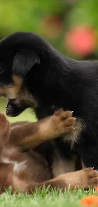 Get ready to uplift your mood with this delightful live phone wallpaper! Featuring two furry Rottweiler-Jurassic hybrids having fun in the grass, this video still will be your instant cheer-up therapy