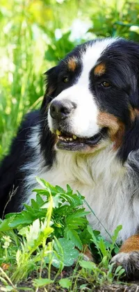 This live wallpaper features a black-haired dog peacefully lying in lush green grass surrounded by tall plants