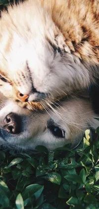 Add a touch of cuteness to your phone with this live wallpaper featuring a cat snuggled on top of a dog amidst green grass and climbing ivy