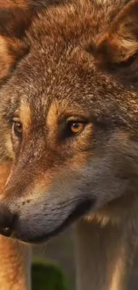 This phone live wallpaper showcases a photorealistic image of a wolf in close-up
