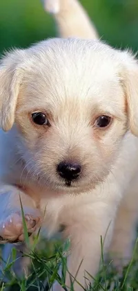 This phone live wallpaper depicts a cute white dog standing on a lush green field