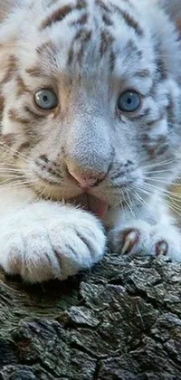 This phone live wallpaper showcases a stunning close-up of a white tiger resting on a log