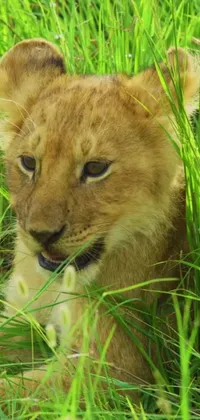This phone live wallpaper features a stunning close-up of a young lion relaxing in the grass, a popular image currently trending on Reddit