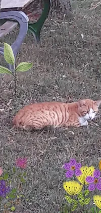This phone wallpaper displays a lively orange cat resting in a grassy yard, captured in a delightful gif format