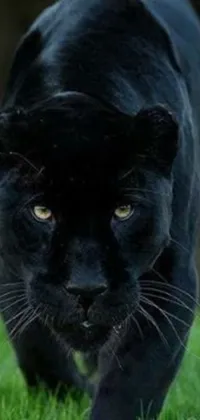 Black Panther Walking In A Grass Field Background, A Picture Of A Black  Panther, Black, Panther Background Image And Wallpaper for Free Download