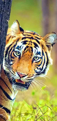 Get ready to be mesmerized by this amazing phone live wallpaper showcasing a striking image of a tiger standing in front of a tree