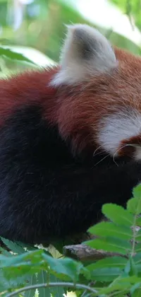 This striking live wallpaper features a close-up of a red panda nestled in a tree