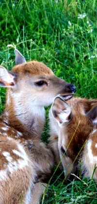 This phone live wallpaper depicts a serene scene of two peaceful deer resting in a lush green field