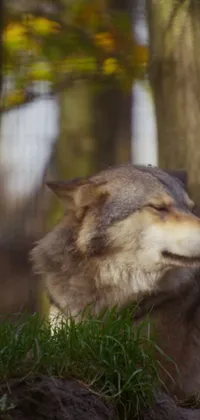 Enjoy a stunning live wallpaper of a peaceful wolf, lying in the grass