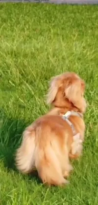 This phone live wallpaper features a cute brown dog standing on a lush green field