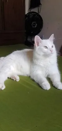 This phone live wallpaper showcases a majestic white cat relaxing on a green bed, displaying its paws to the viewer