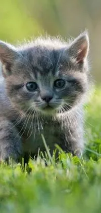 This phone live wallpaper features an adorable kitten walking through a lush green field, creating a serene setting for your device