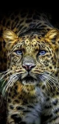 Looking for an eye-catching live wallpaper for your phone? Check out this digital rendering featuring a stunning close-up of a leopard with captivating blue eyes