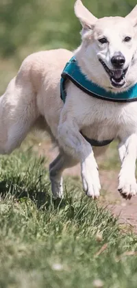 This phone live wallpaper features a lively white wolf dog running with a frisbee in its mouth