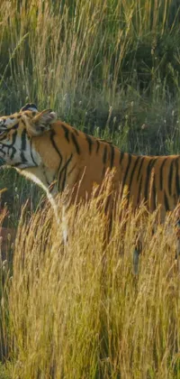 Enjoy the awe-inspiring live wallpaper of a wild tiger walking through a lush field of tall grass