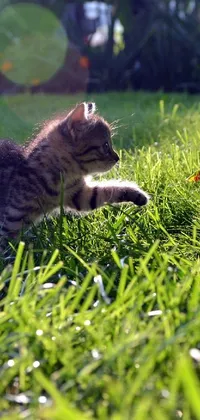 This phone live wallpaper depicts a cute kitten sitting on a lush green field, enjoying itself with water and garden walks