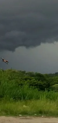 This dynamic phone live wallpaper showcases a stunning bird in flight against a striking Colombian jungle backdrop
