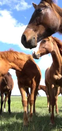 If you're a horse lover, you won't want to miss out on this amazing live wallpaper! Enjoy a beautiful video still of a herd of horses grazing in a lush green field - closeups of their faces show their peaceful nature while their manes sway in the gentle breeze