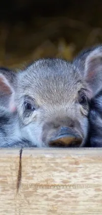 This live wallpaper showcases an enchanting image of a baby pig peering over a wooden fence with precisionism style