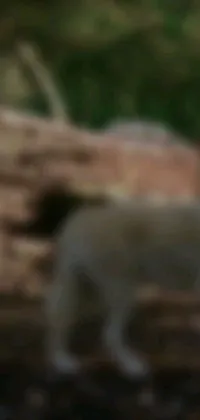 This live wallpaper showcases a blurry picture of a wolf in a zoo, trending on Reddit with its unique "sumatraism" artistic style