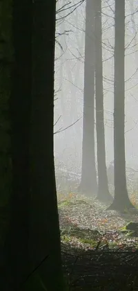 Immerse yourself in the captivating beauty of nature with this stunning phone live wallpaper featuring a dense forest on a misty and foggy day
