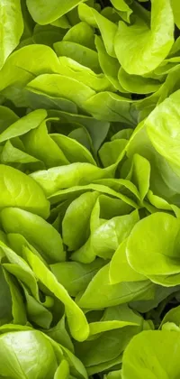 This live phone wallpaper showcases a detailed illustration of a pile of fresh lettuce resting on a table