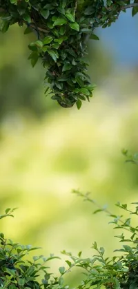 Plant Grass Forest Live Wallpaper
